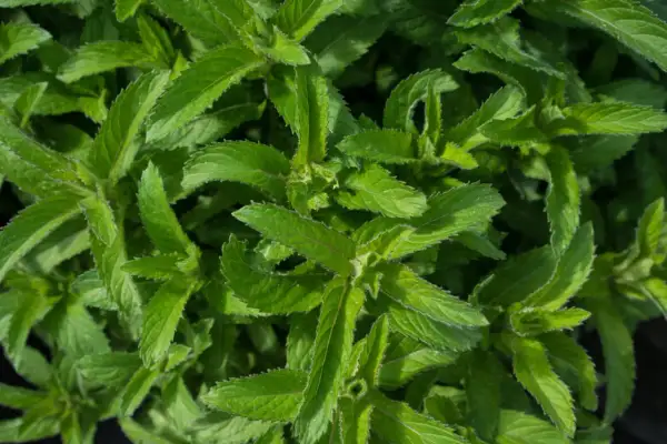 Nahaufnahme von grünen Minzblättern. Der deutliche Unterschied zwischen Minze und Melisse liegt in der Blattform und dem Duft.