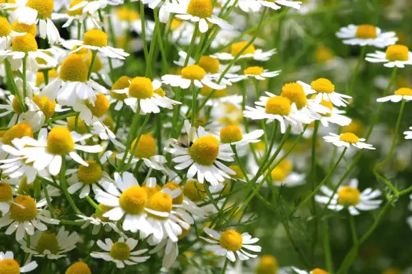 Ein Feld voller Kamillenblüten, die darauf warten, geerntet zu werden. Kamille anbauen ist eine Freude für die Sinne.