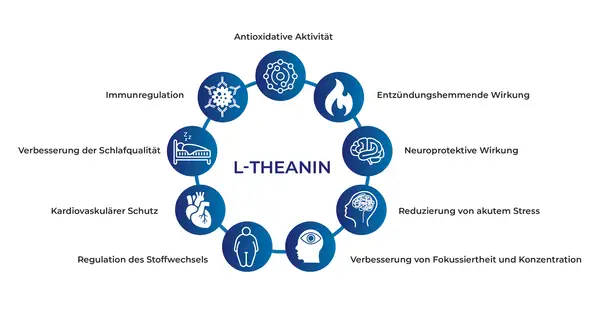 L-Theanin: Ein Kreisdiagramm zeigt Vorteile wie antioxidative Aktivität, Immunregulation, verbesserte Schlafqualität, Herzschutz, Stoffwechselregulation, Stressreduktion, Fokus & Konzentration. Die richtige L-Theanin Dosierung unterstützt diese Funktio...